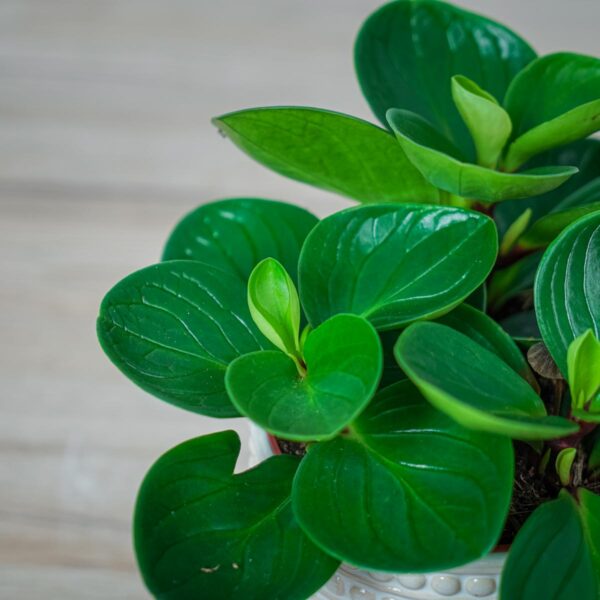peperomia-obtusifolia-red-canyon (2) peperomia-obtusifolia-red-canyon