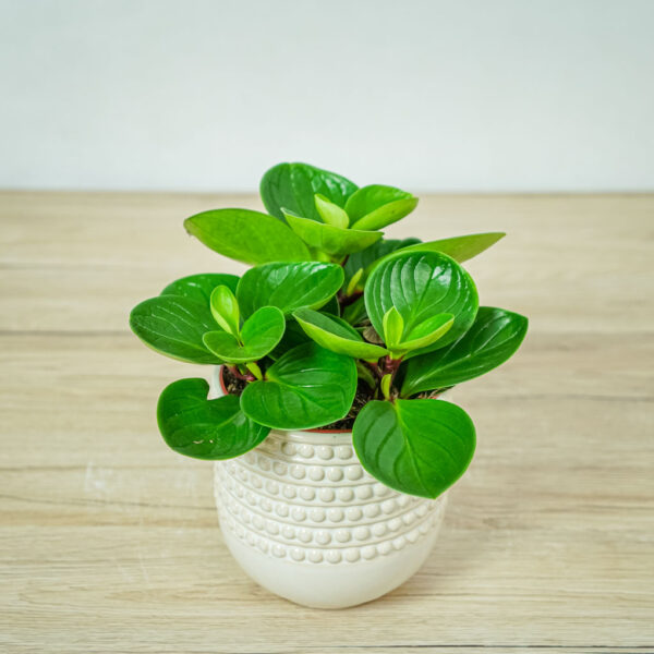 peperomia-obtusifolia-red-canyon peperomia-obtusifolia-red-canyon