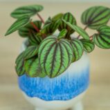 peperomia-piccolo-banda-albovittata-baby