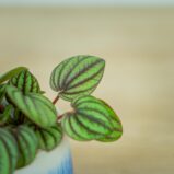 peperomia-piccolo-banda-albovittata-baby