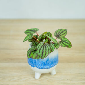 peperomia-piccolo-banda-albovittata-baby
