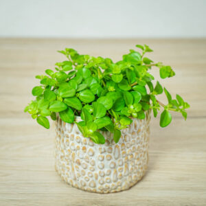 peperomia-rotundifolia