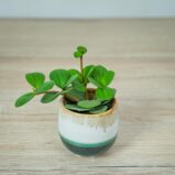 peperomia-tetraphylla-hope-baby