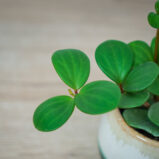 peperomia-tetraphylla-hope-baby