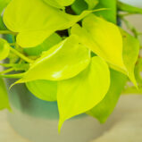 philodendron-scandens-lemon-lime