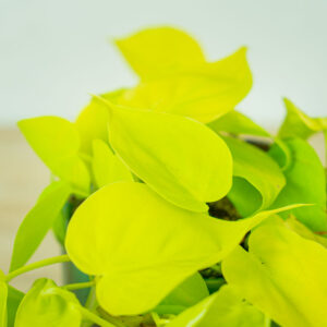 philodendron-scandens-lemon-lime
