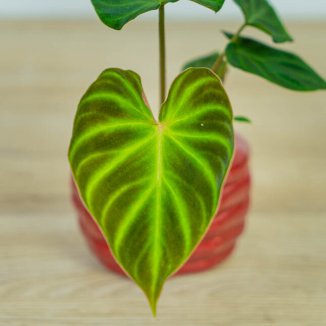 philodendron-verrucosum-baby (2) philodendron-verrucosum-baby
