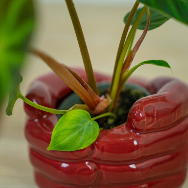 philodendron-verrucosum-baby (3) philodendron-verrucosum-baby
