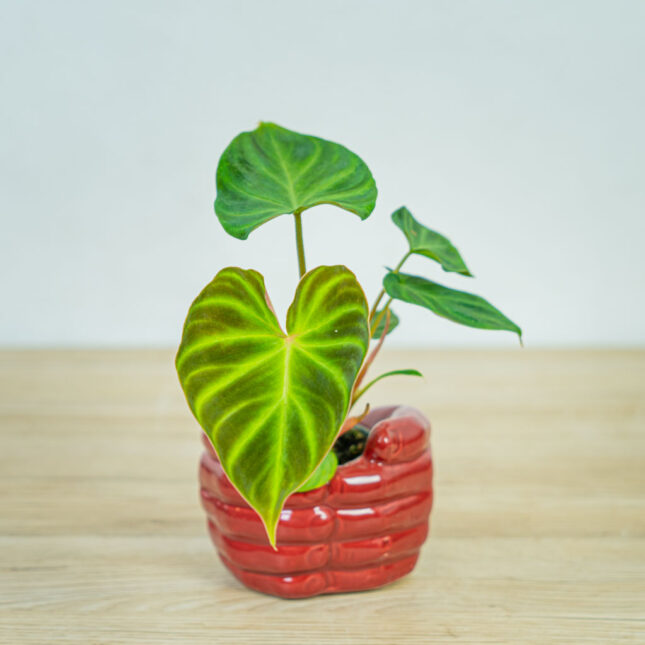 philodendron-verrucosum-baby