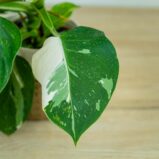 philodendron-white-wizard