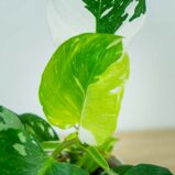 philodendron-white-wizard