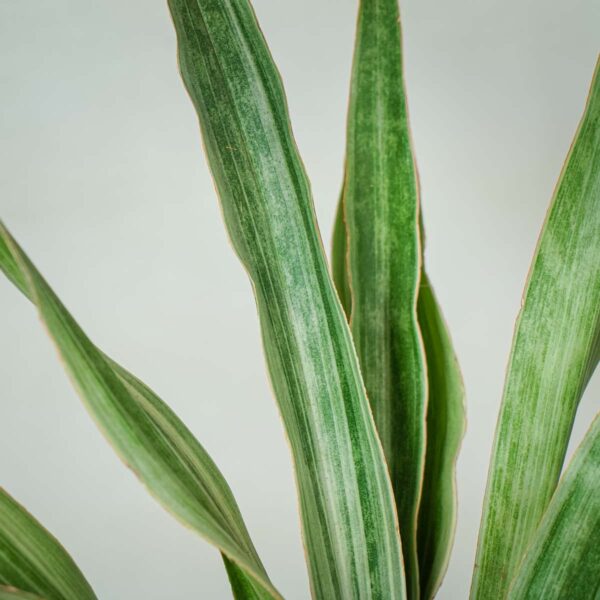 sansevieria-aubrytiana-metallica (3) sansevieria-aubrytiana-metallica