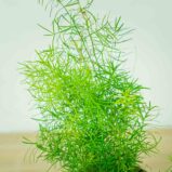 szparag-sprengera-asparagus-densiflorus-sprengeri