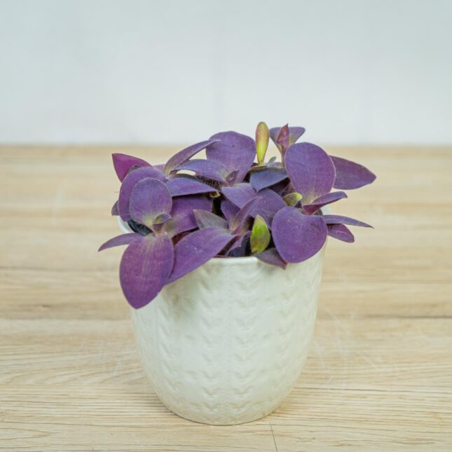 trzykrotka-fioletowe-serce-tradescantia-pallida-purpurea trzykrotka-fioletowe-serce-tradescantia-pallida-purpurea