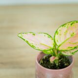 aglaonema-geely-red-baby