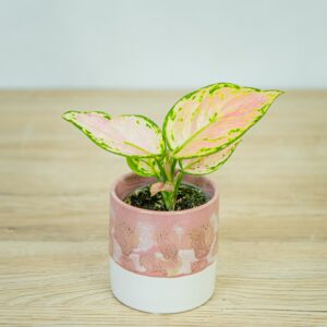 aglaonema-geely-red-baby