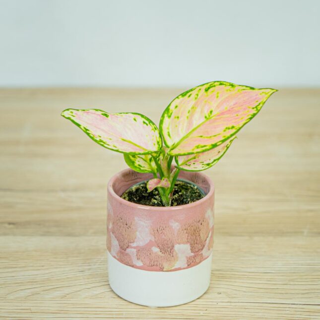 aglaonema-geely-red-baby aglaonema-geely-red-baby