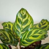 calathea-makoyana