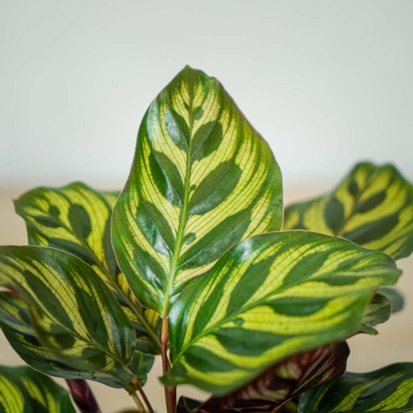 calathea-makoyana (2) calathea-makoyana