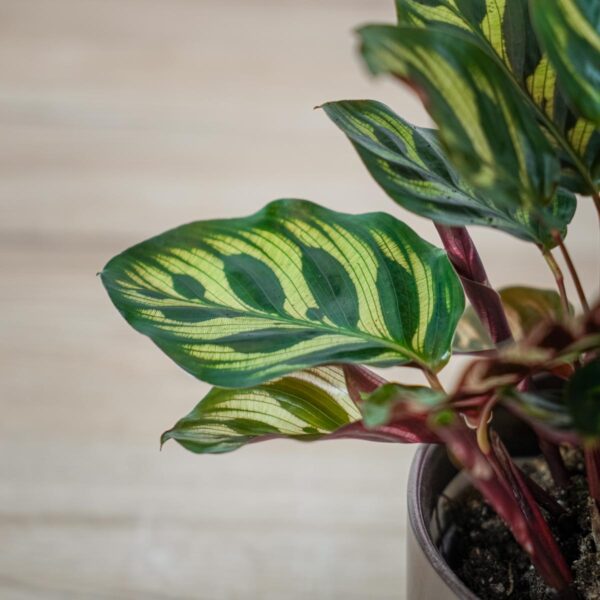 calathea-makoyana (3) calathea-makoyana