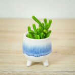grubosz-widlakowaty-crassula-muscosa-baby-lycopodioides