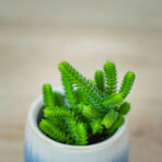 grubosz-widlakowaty-crassula-muscosa-baby-lycopodioides