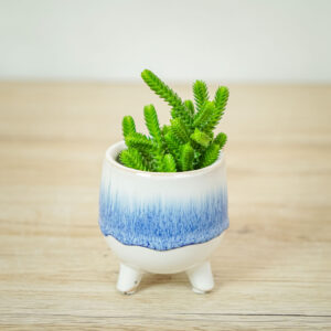 grubosz-widlakowaty-crassula-muscosa-baby-lycopodioides
