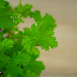 geranium-citrynum-anginka-pelargonium-crispum