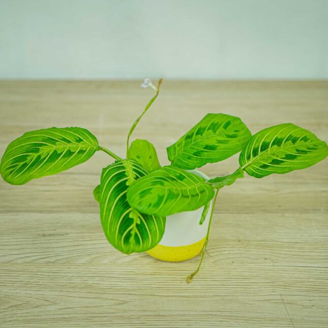 maranta-lemon-lime
