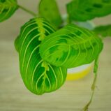 maranta-lemon-lime
