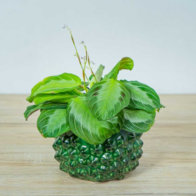 maranta-silver-band