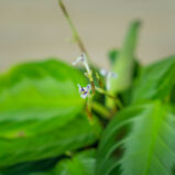 maranta-silver-band
