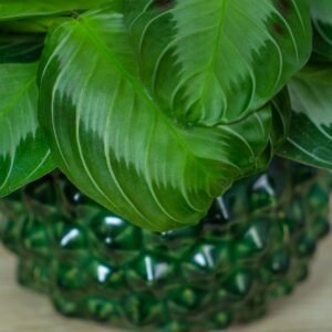 maranta-silver-band