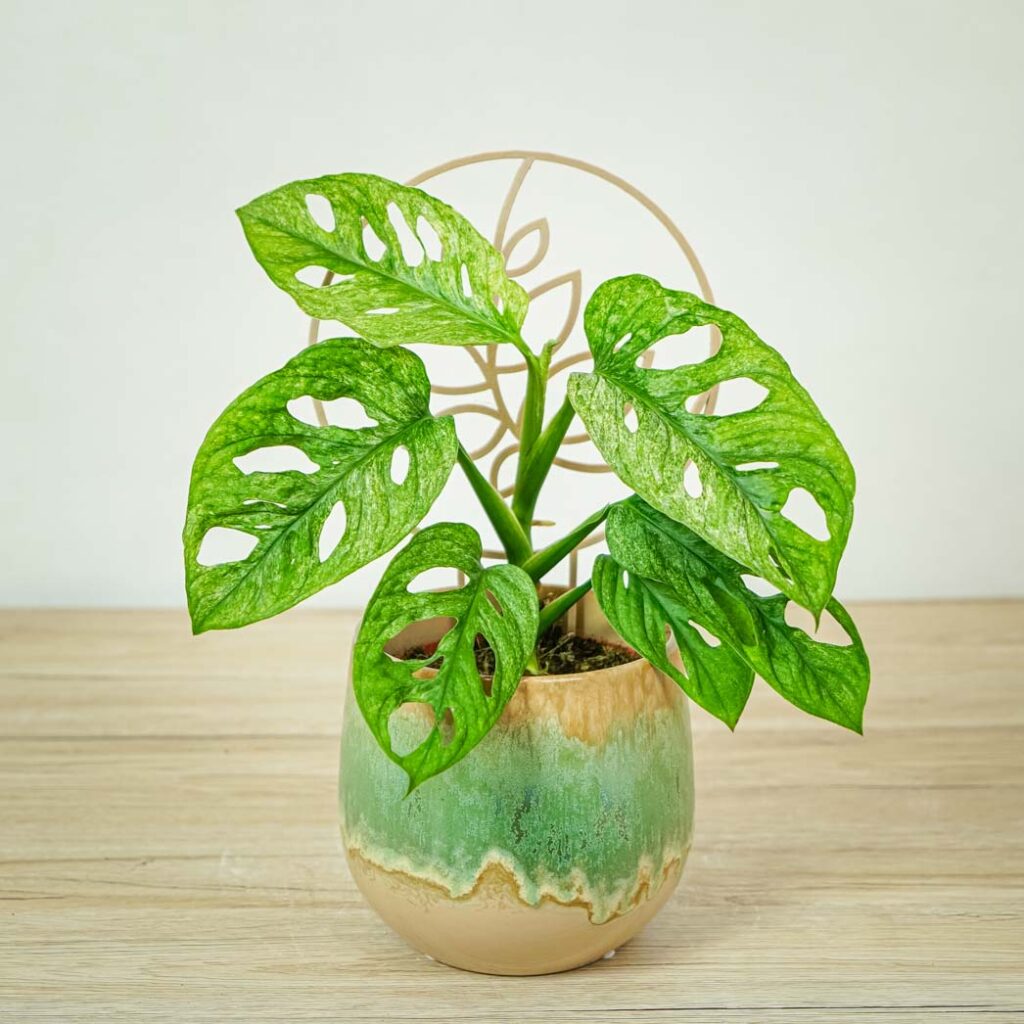 Monstera adansonii-mint variegata