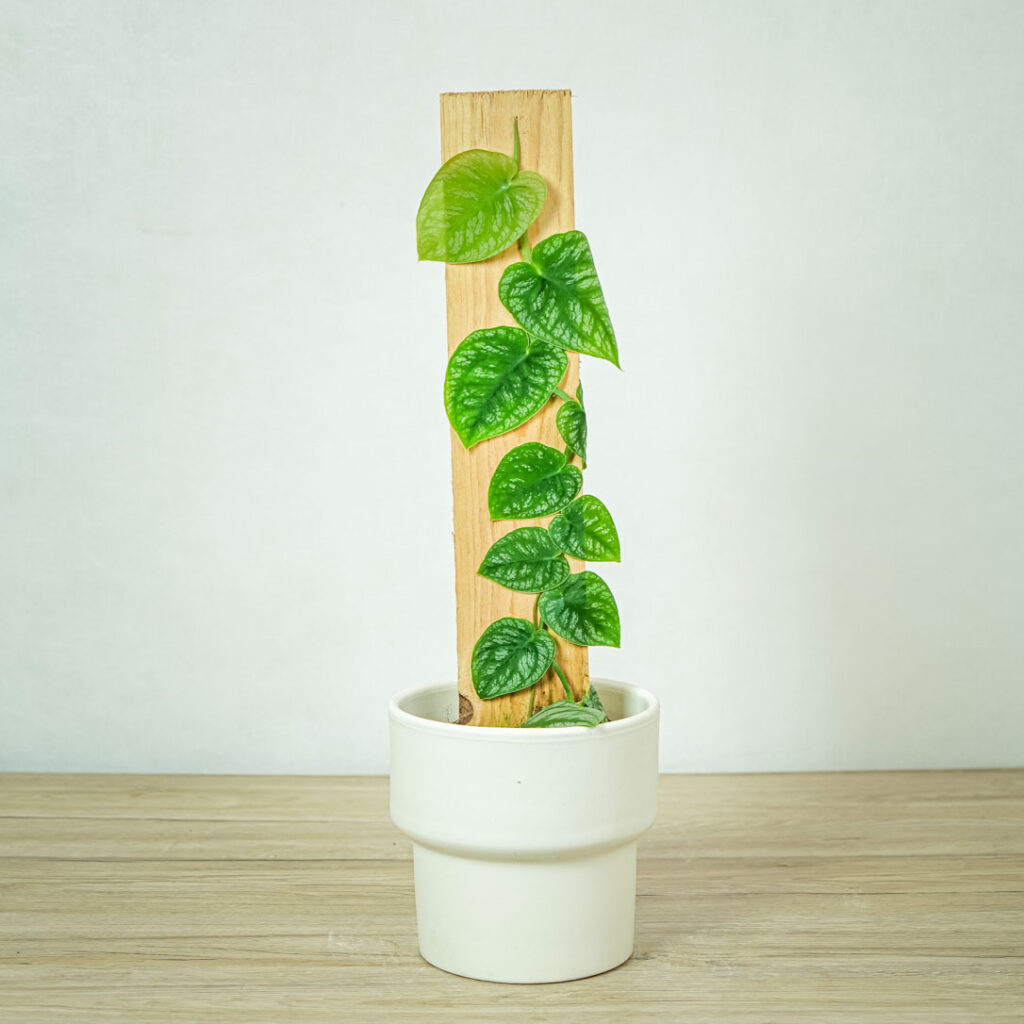 monstera-dubia