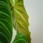 philodendron-splendid
