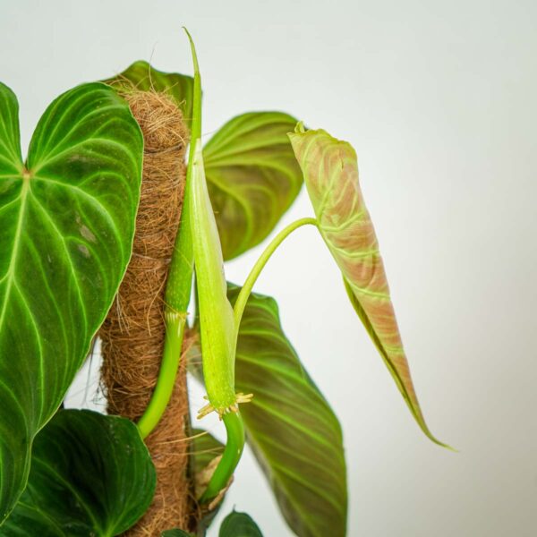 philodendron-splendid (4) philodendron-splendid