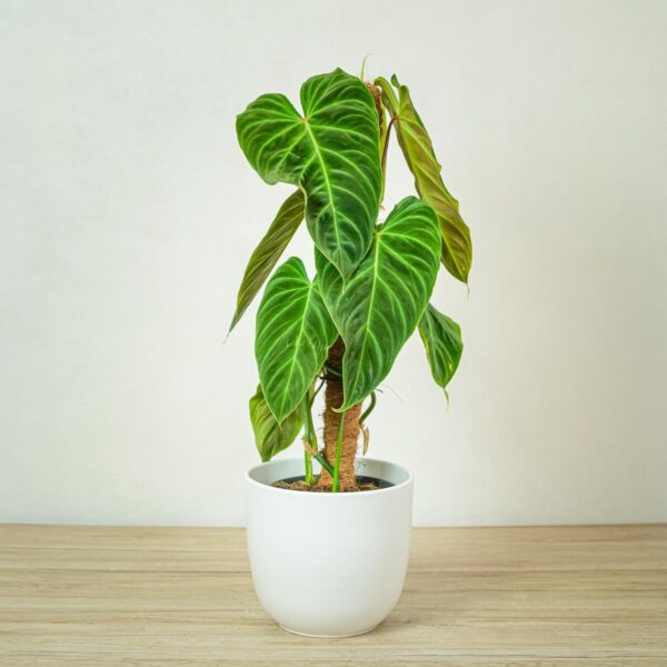 philodendron-splendid