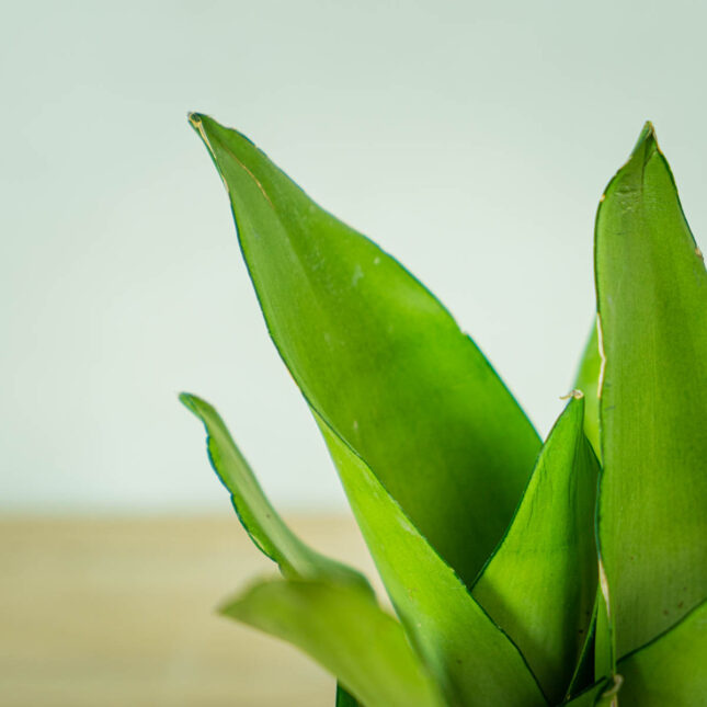 sansevieria-moonshine (2) sansevieria-moonshine