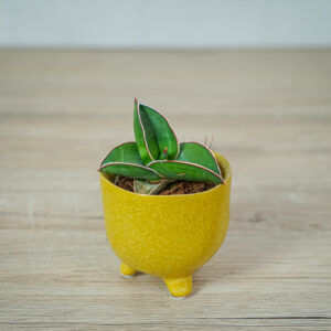sansevieria-samurai-baby