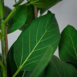 fikus-bengalski-audrey-ficus-drzewko