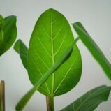 fikus-bengalski-audrey-ficus-drzewko