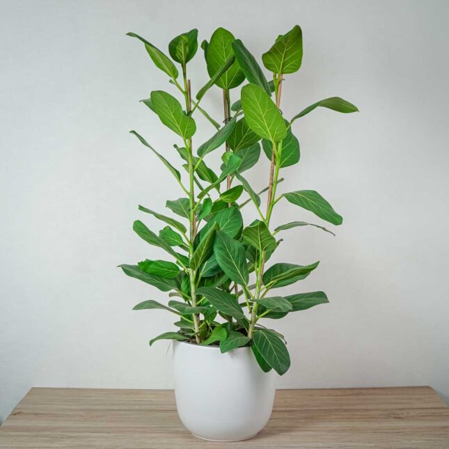fikus-bengalski-audrey-ficus-drzewko