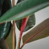 fikus-elastica-abidjan-ficus-drzewko