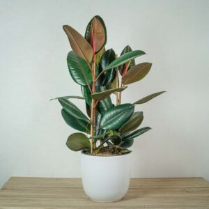 fikus-elastica-abidjan-ficus-drzewko