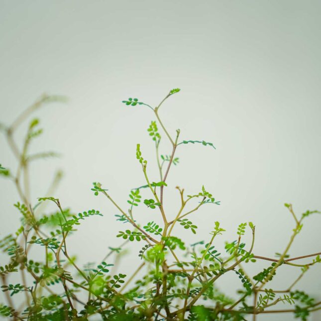 perelkowiec-drobnolistny-sophora-little-baby (2) perelkowiec-drobnolistny-sophora-little-baby