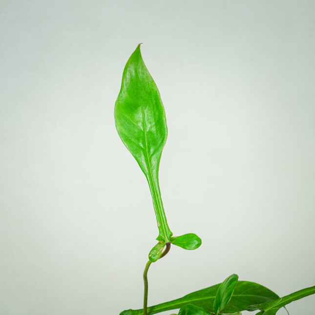 philodendron-joepii (3) philodendron-joepii