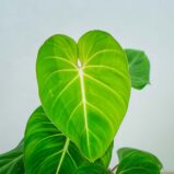 philodendron-gloriosum