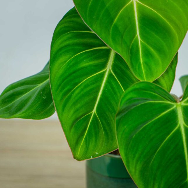 philodendron-gloriosum philodendron-gloriosum