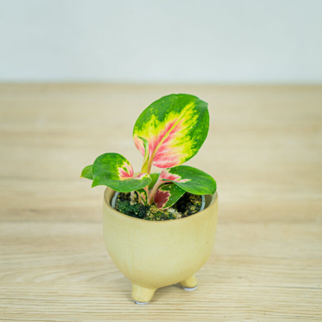 aglaonema-china-red-baby aglaonema-china-red-baby